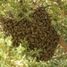 Honey Bees by shepherdmanswife