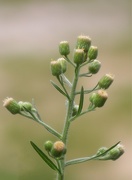 12th Aug 2020 - Horseweed Series Shot #3
