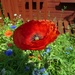 Little Red Poppy by cmp