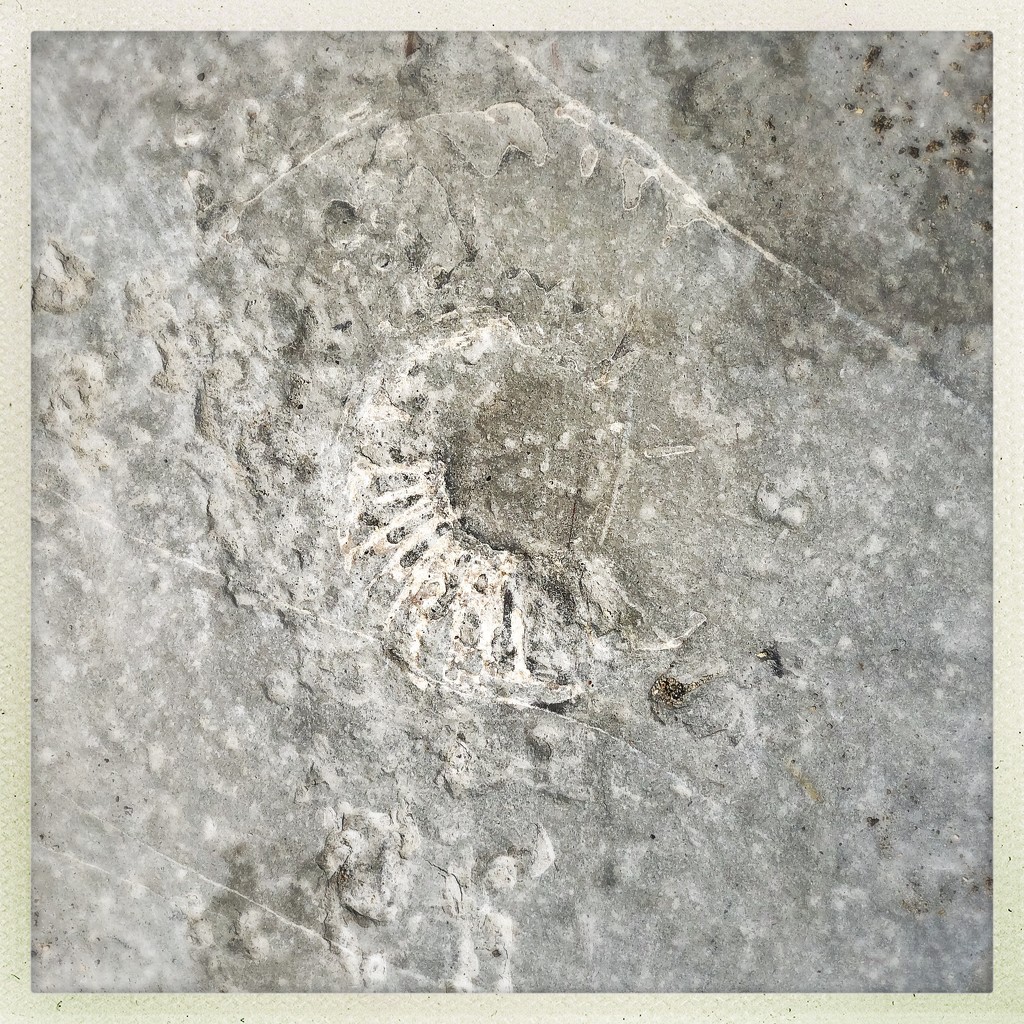 Fossil by mastermek