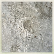 12th Aug 2020 - Fossil