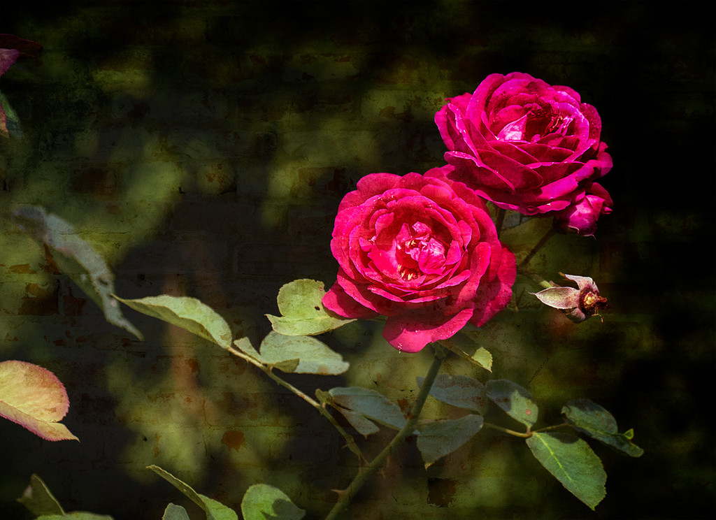 Second Flush - Red Roses by gardencat