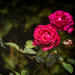 Second Flush - Red Roses by gardencat