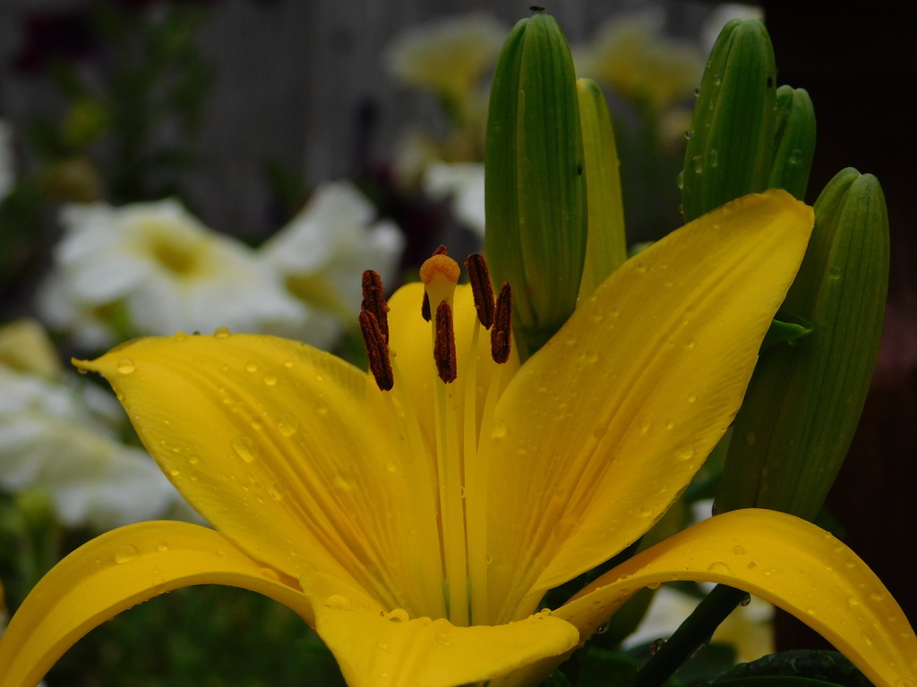 Yellow lily burst into flower today by 365anne