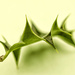 Holly leaf by fbailey