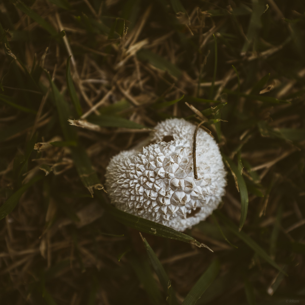 Spiky Mushroom by ramr