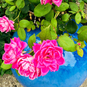 12th Aug 2020 - Pink Roses Against The Blue Ball