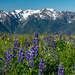 Mountain Lupine by theredcamera