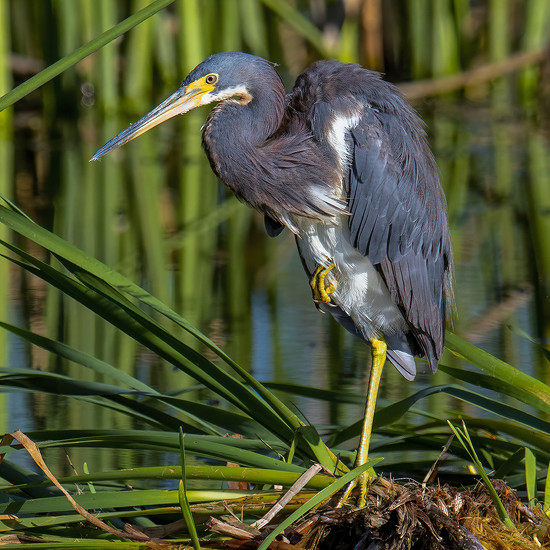 Tricolored Heron by PhotoCrazy · 365 Project