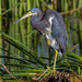 Tricolored Heron by photographycrazy