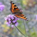 Small Tortoiseshell butterfly on Verbena by snowy