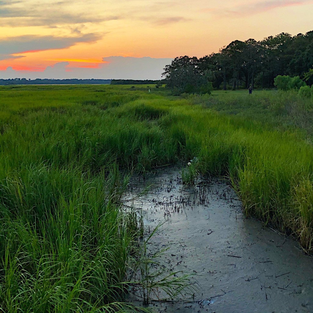 Marsh at sunset by congaree