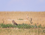10th Aug 2020 - prairie ecosystem