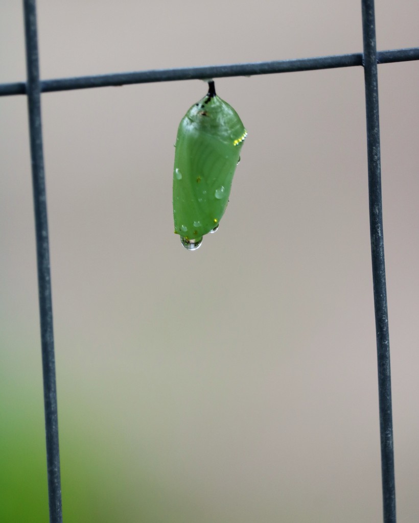 August 12: Monarch Chrysalis by daisymiller