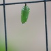 August 12: Monarch Chrysalis by daisymiller