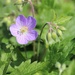 April 26: Perennial Geranium by daisymiller