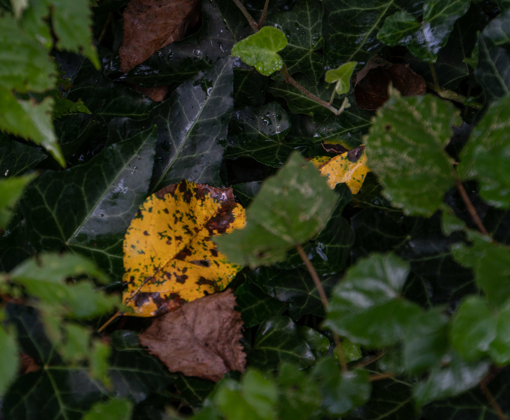 Fallen leaves by randystreat