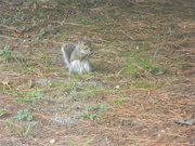 12th Aug 2020 - Squirrel in Backyard 