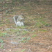 Squirrel in Backyard  by sfeldphotos