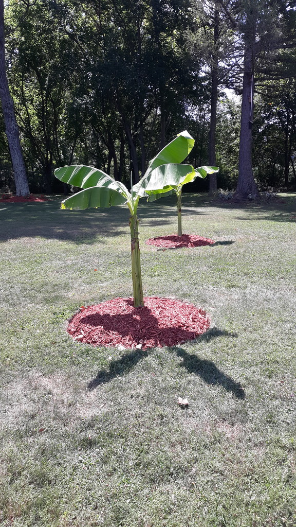Banana Tree by julie