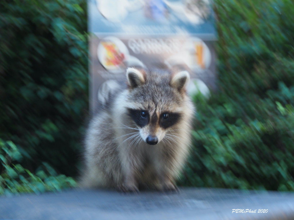 Cheeky Raccoon by selkie