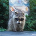 Cheeky Raccoon by selkie