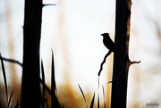 12th Aug 2020 - Bird silhouette
