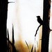Bird silhouette by fayefaye
