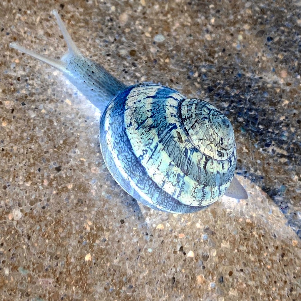 Snail by thedarkroom