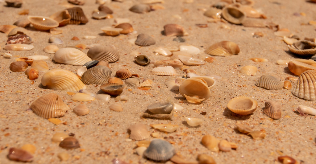 Shells on the Beach! by rickster549