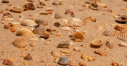 12th Aug 2020 - Shells on the Beach!