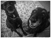 11th Aug 2020 - Old guys waiting for their treats...
