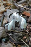 12th Aug 2020 - Indian Pipe