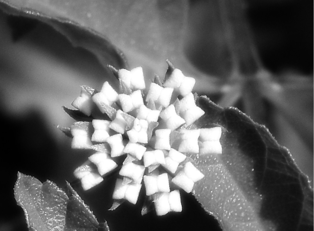 Lantana boxes... by marlboromaam