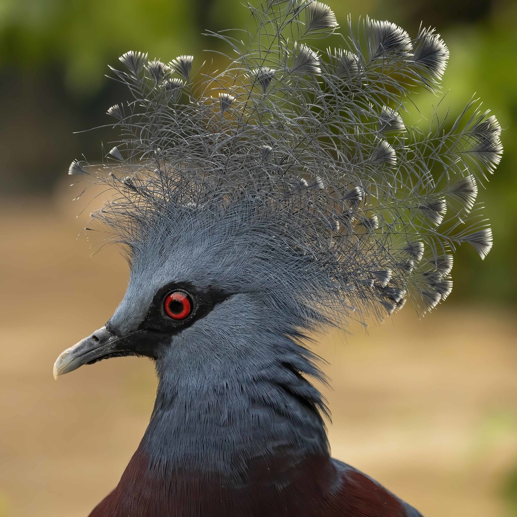 Victorian Crowned Pigeon  by shepherdmanswife