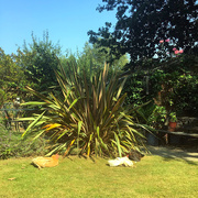 12th Aug 2020 - Sunbathing in the garden