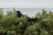 12th Aug 2020 - Black cockatoo