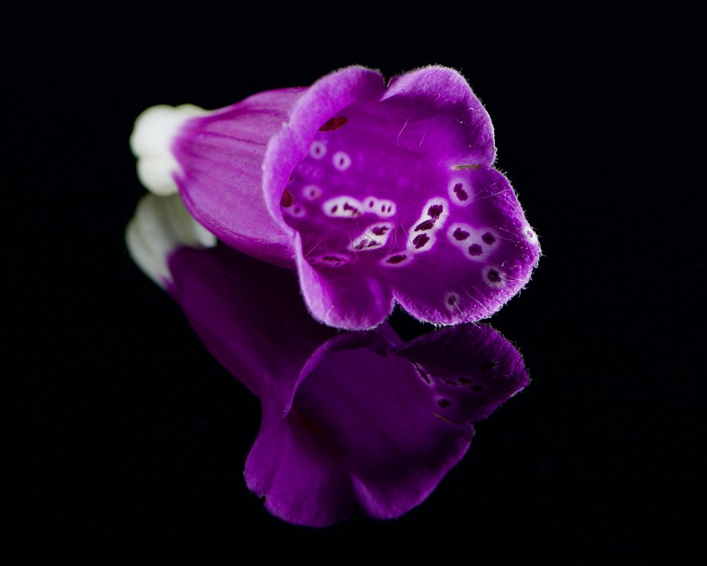 A Fallen Foxglove Flower DSC_2900 by merrelyn