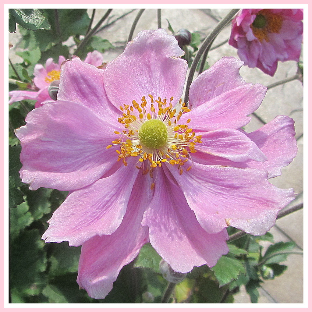 Japanese anenome by grace55