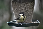 13th Aug 2020 - Female great tit