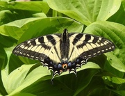 2nd Jun 2020 - Eastern Tiger Swallowtail