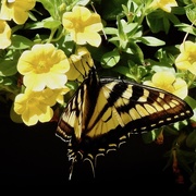 3rd Jun 2020 - Tiger Swallowtail