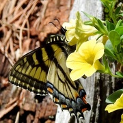 4th Jun 2020 - Eastern Tiger Swallowtail