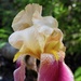 Iris by sunnygreenwood