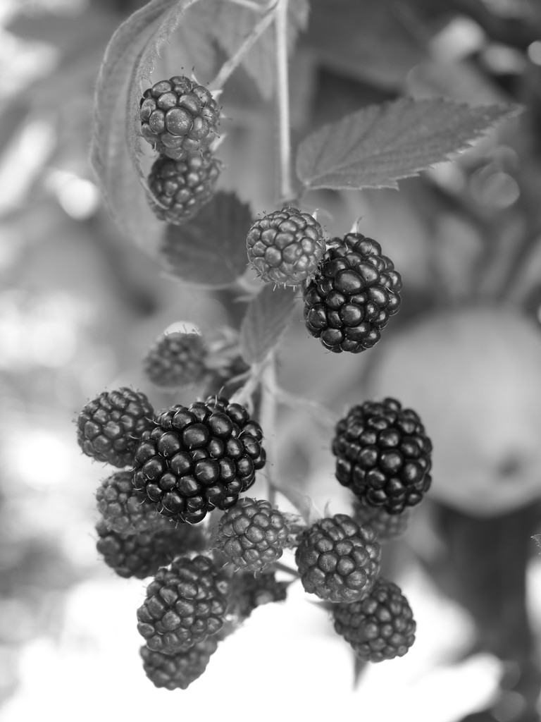 Monotone blackberries by monikozi