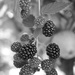 Monotone blackberries by monikozi