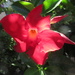 Bougainvillea flower by bruni