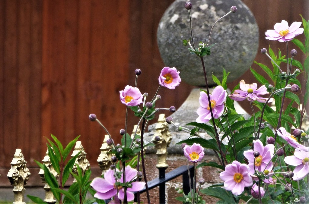 Pink Japanese Anemones  by beryl