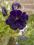 13th Aug 2020 - Soggy Pansy