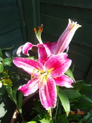 13th Aug 2020 - another lily